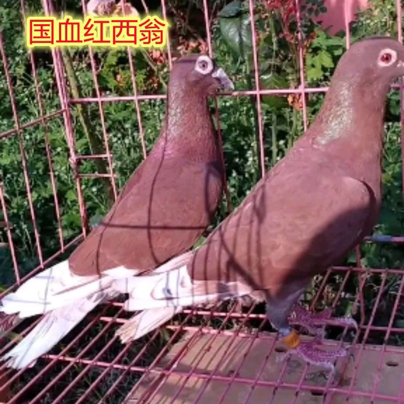 鸽子活物老国血红西翁紫金枭青年种鸽