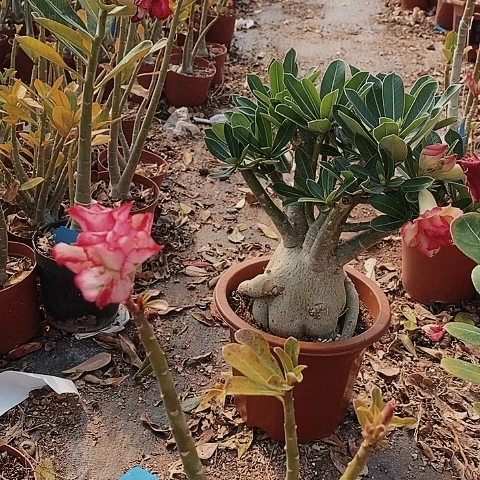 【闪购商品】念绿植