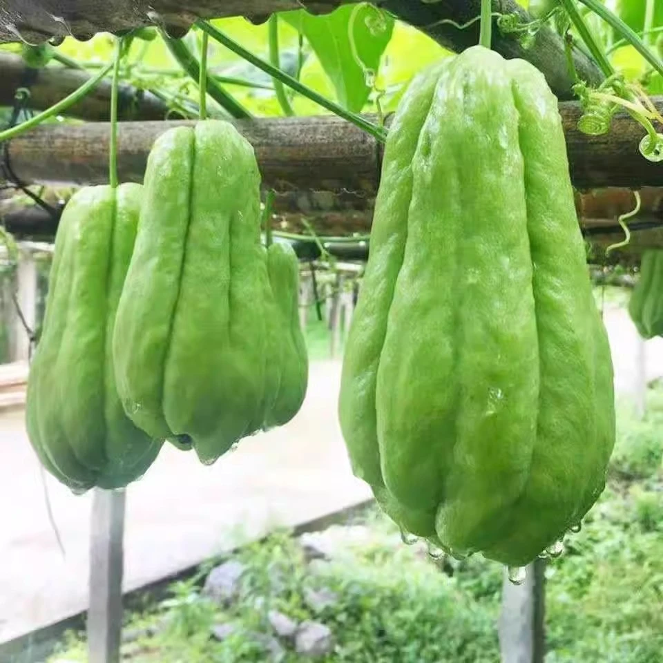 云南高原新鲜佛手瓜