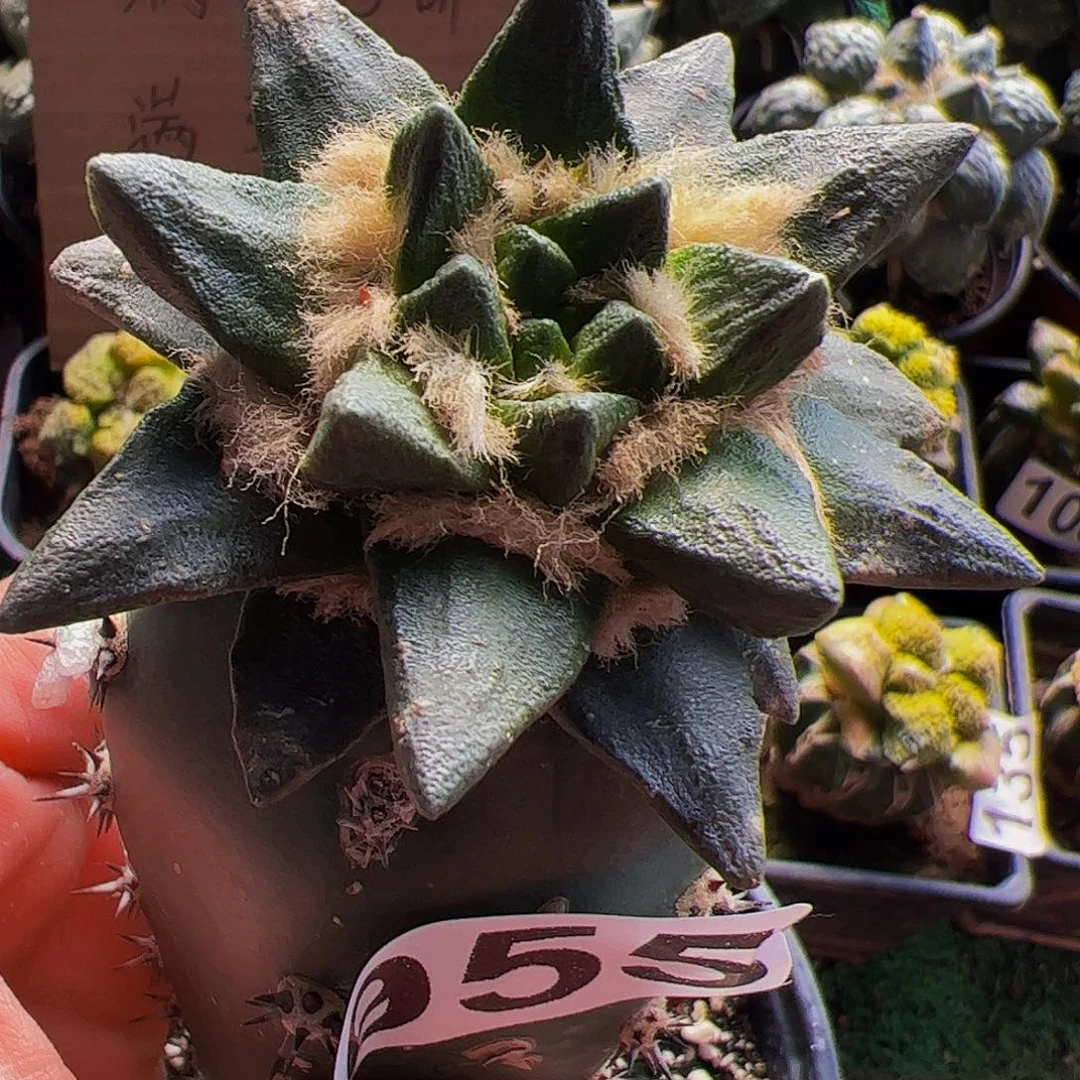 无花朵短尤龙角牡丹955