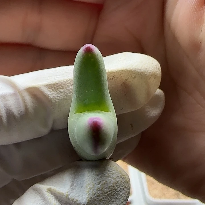 11-13-530当天满38包邮圆柱头皮卡丘