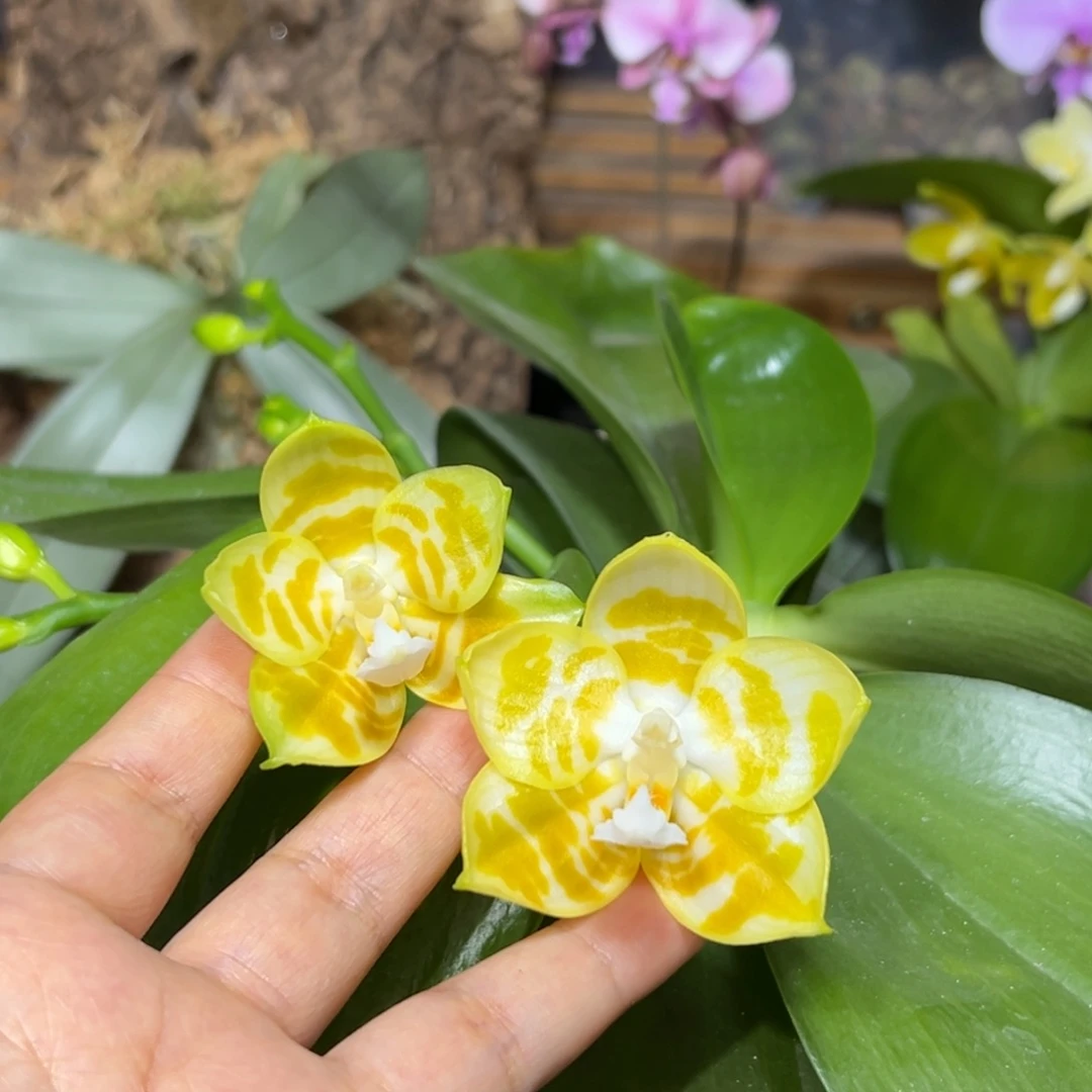 大部分开放少量花苞绿情歌