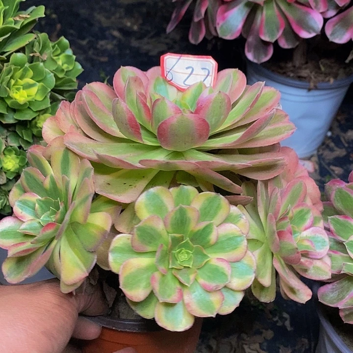 雨荷老桩捧花622号