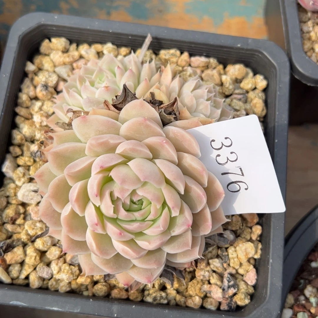 郭**°3376多肉多多多多多