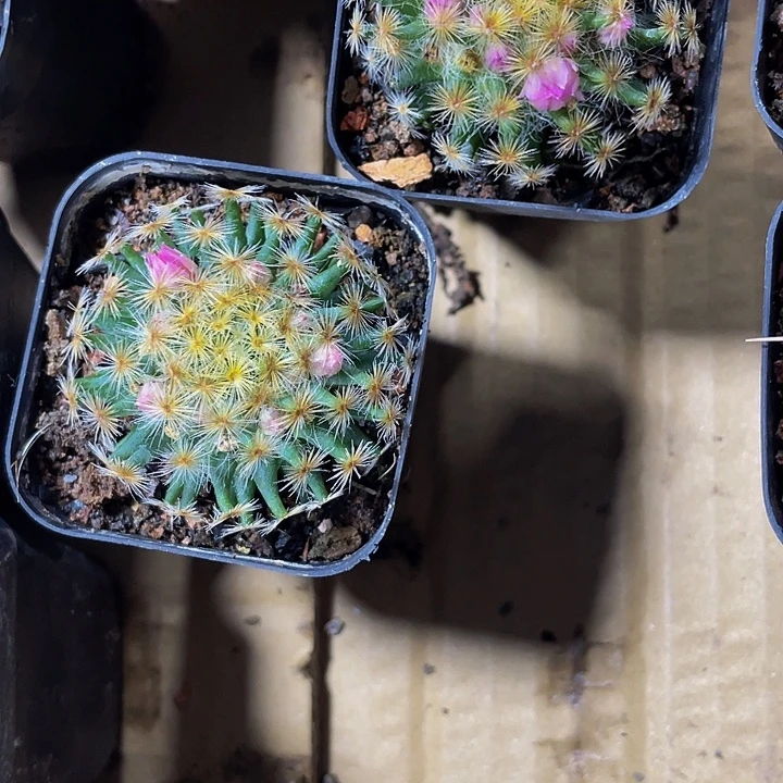 仙人球明星开花的带盆土发