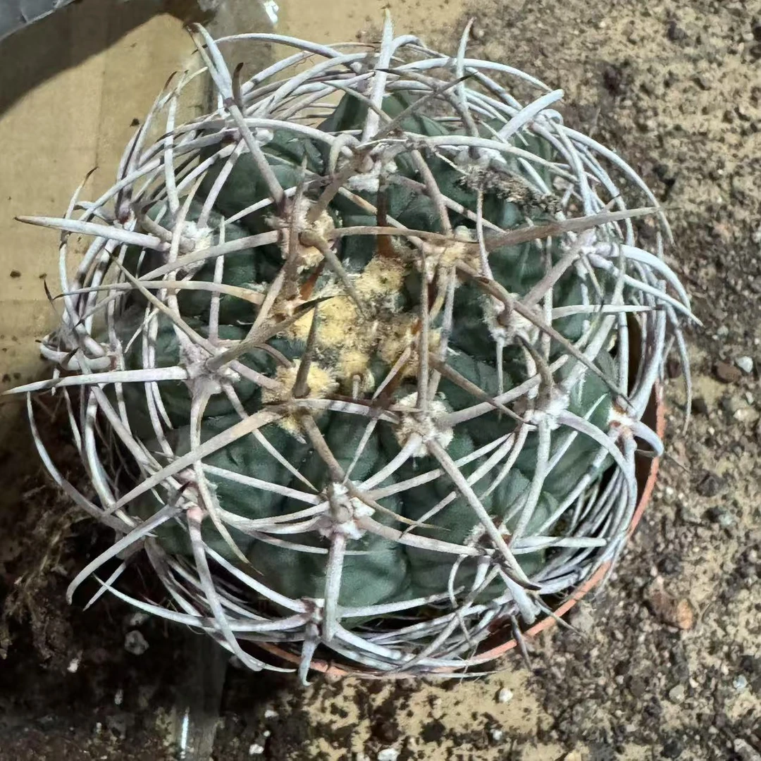 碧岩玉 仙人球植物漳州基地直发货 新手好养 室内外