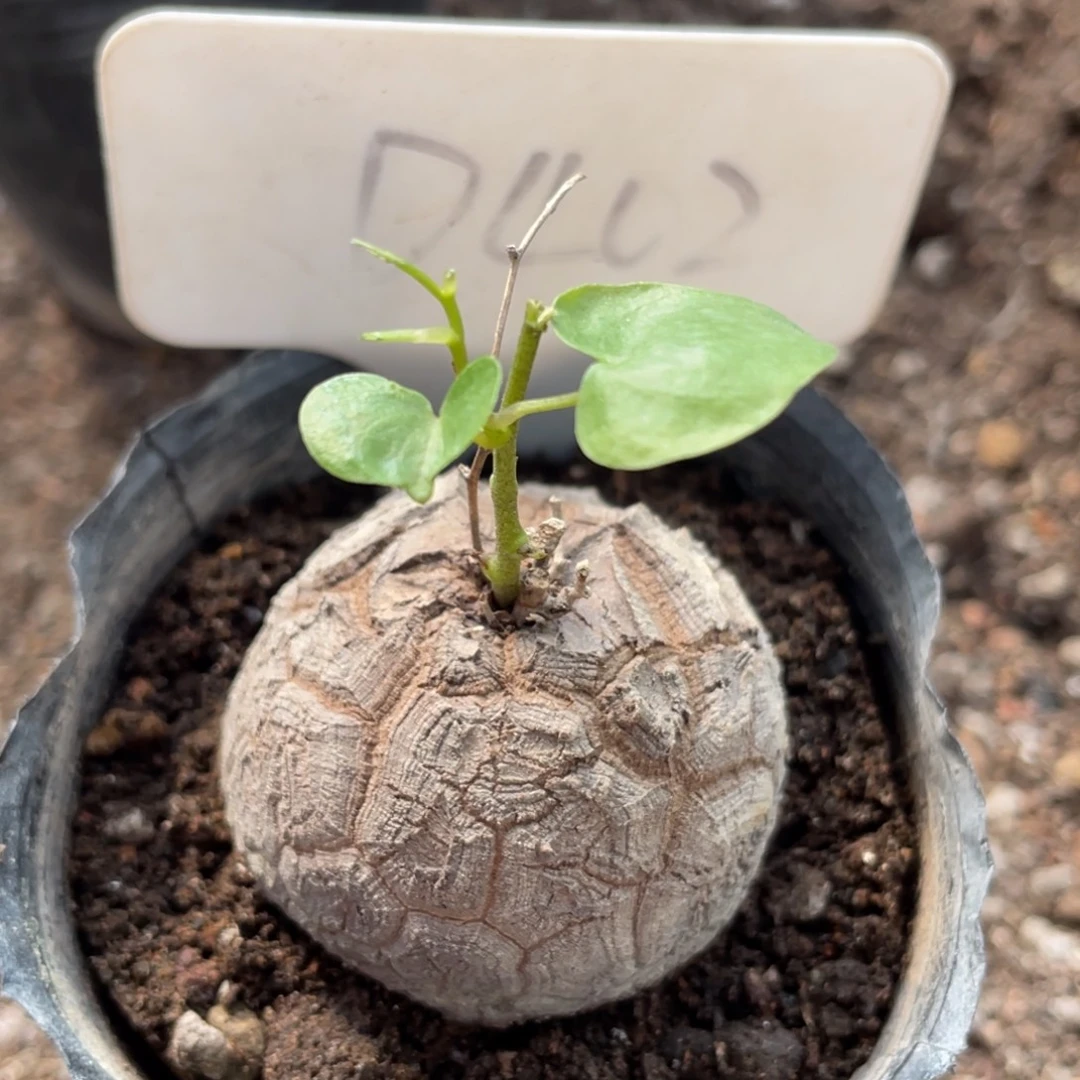 s***龟甲龙4公分，不退不换