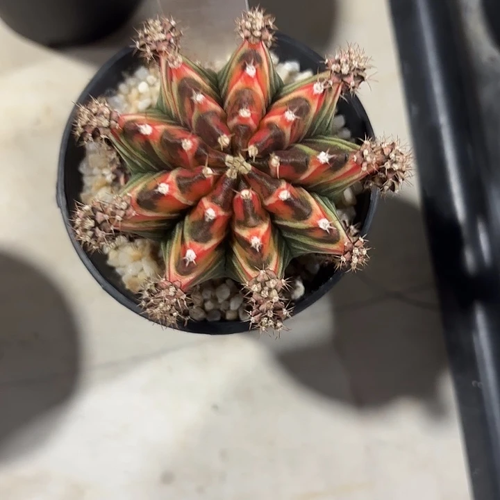 269-0528泰国发货多肉