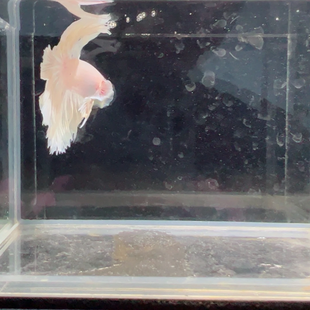 斗鱼浅色仙仙裙特殊尾