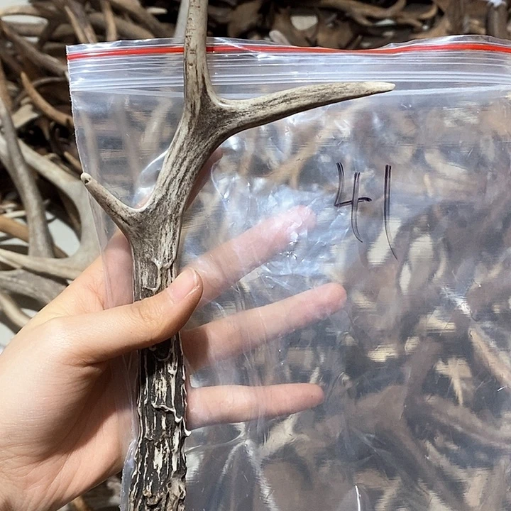 鹿角鹿角鹿角鹿角鹿角