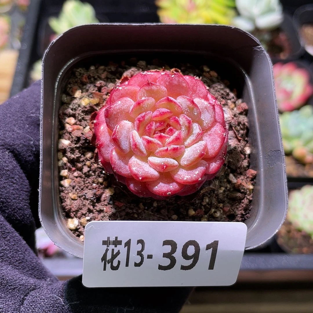 花利美13-391哈尼