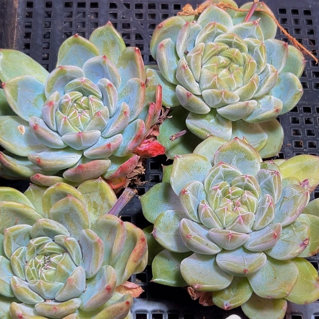 718多肉植物和植物在