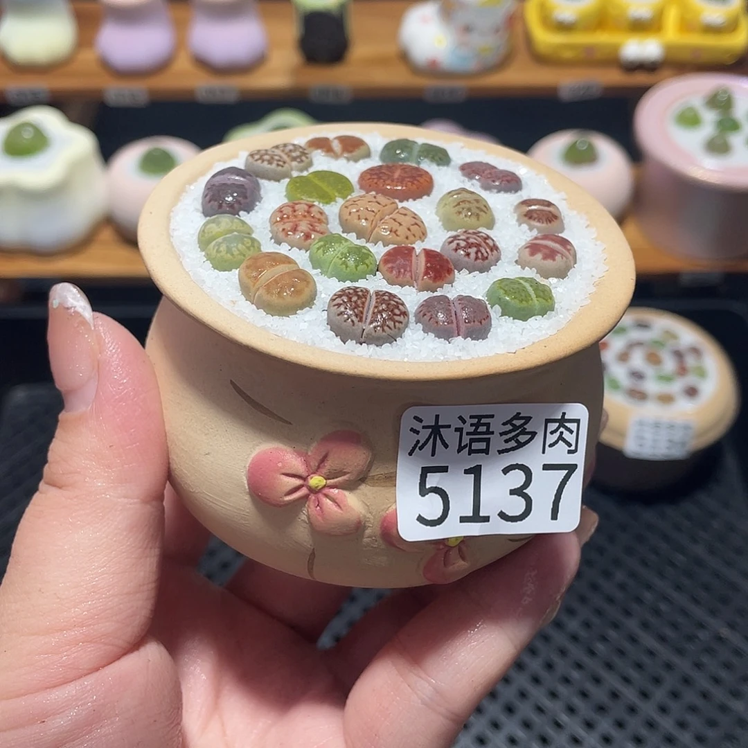 带盆土植物 一物一拍5137