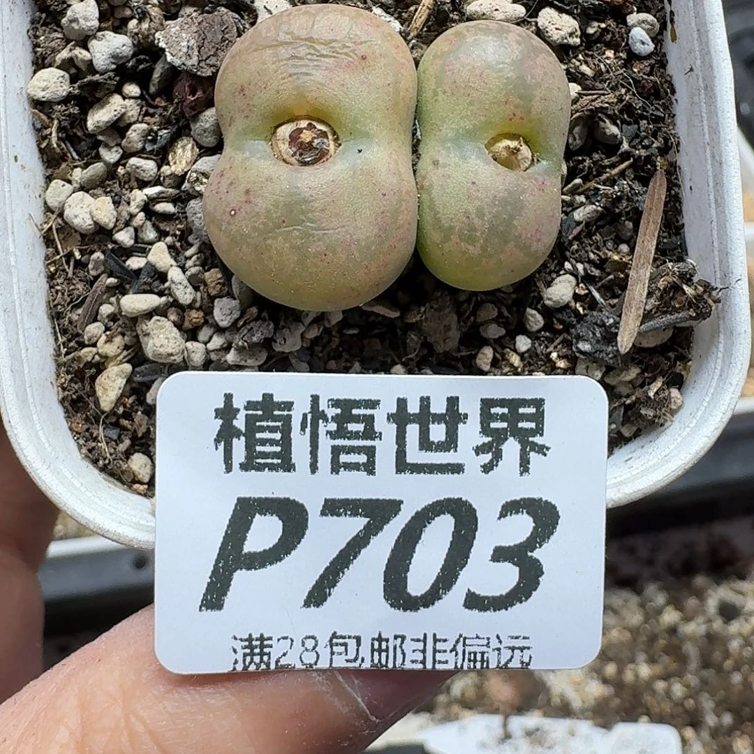 多肉植物的人生fghn