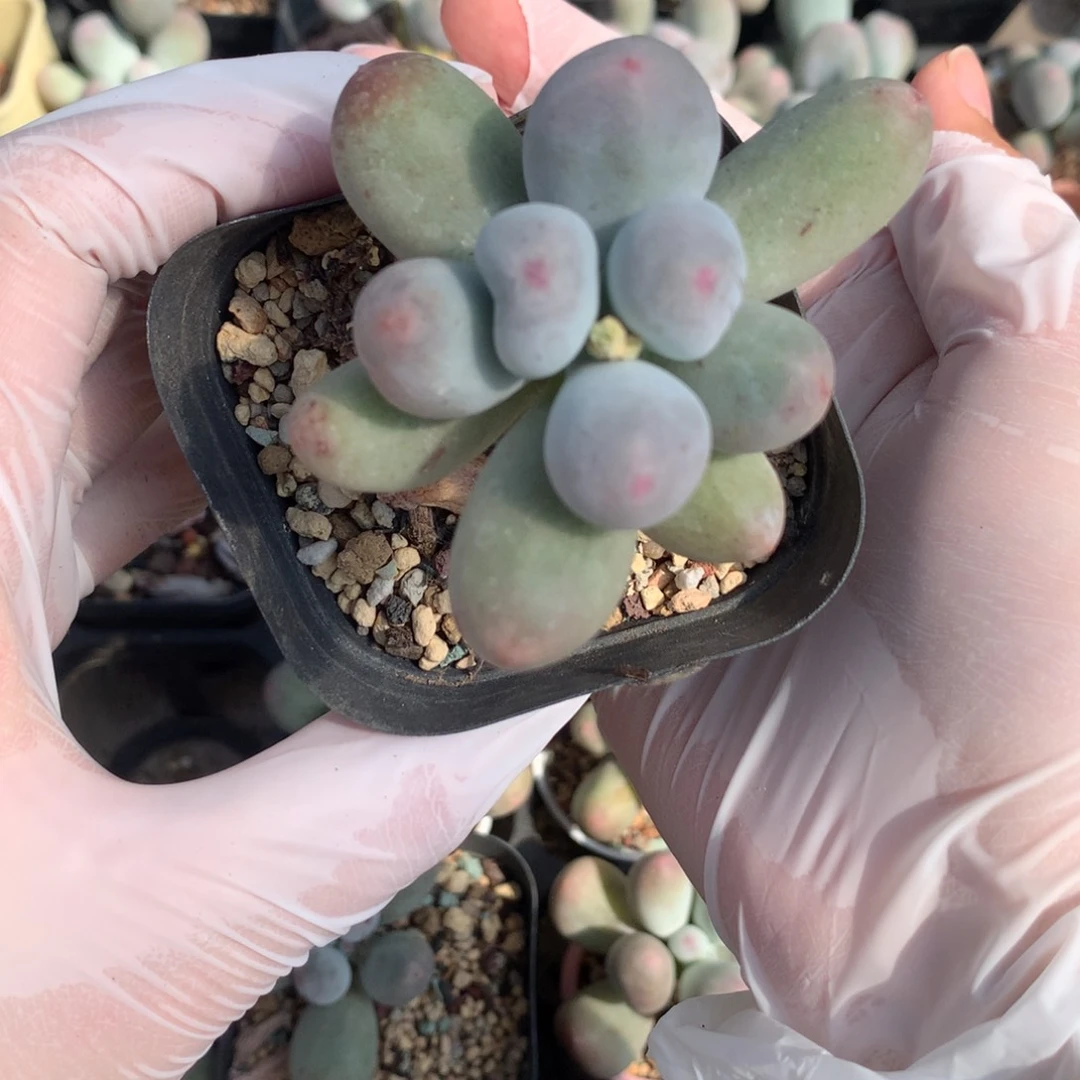 米可奶酪多肉米可奶米可奶酪635