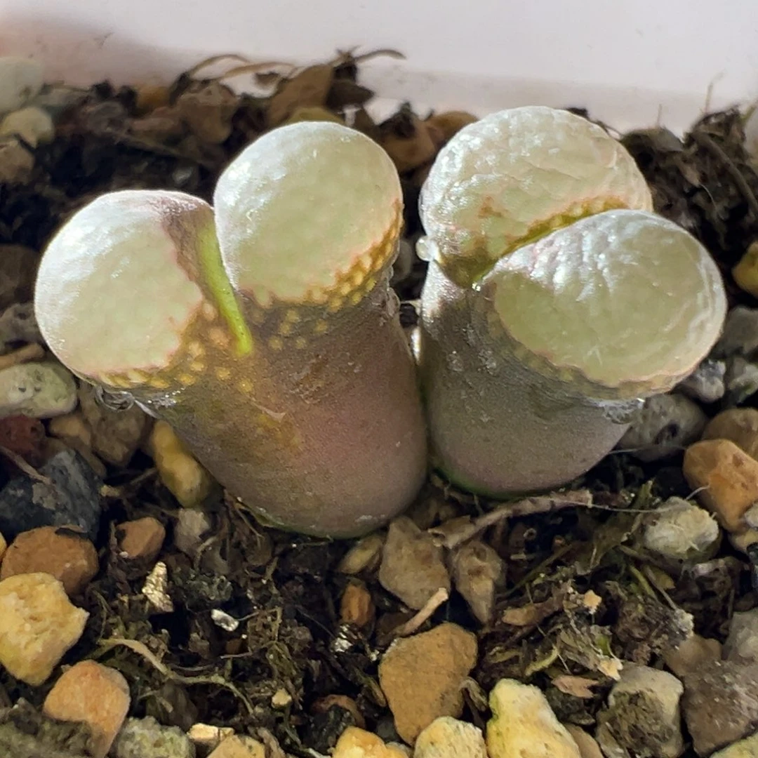 B23风铃 紫体白窗。