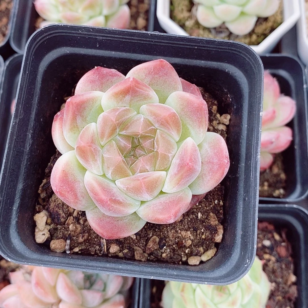 胭脂冰魄5-6cm多肉植物
