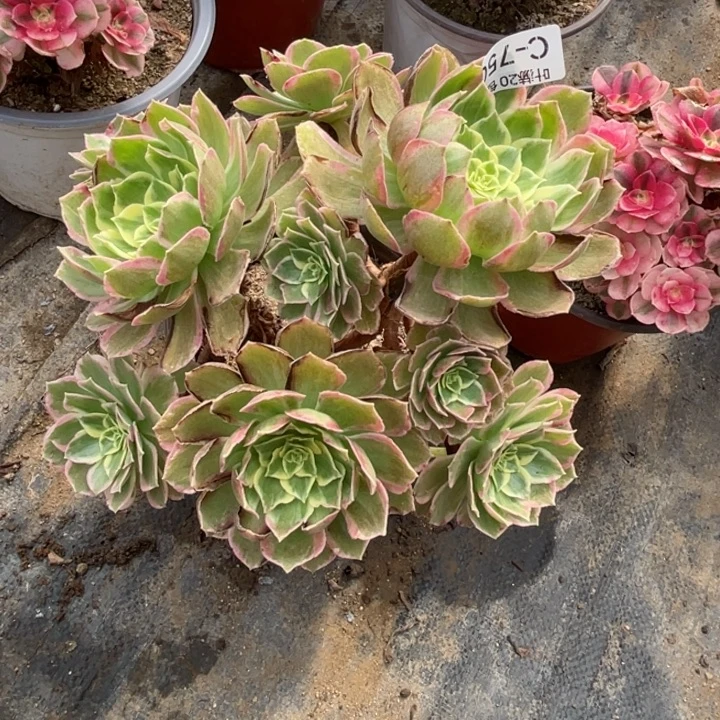 750水多肉123446789