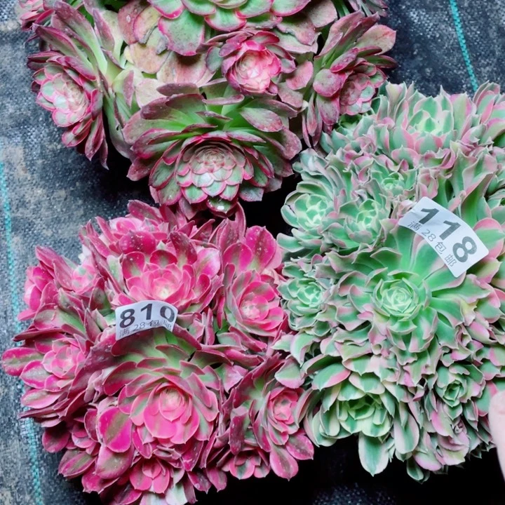 多肉植物组合118