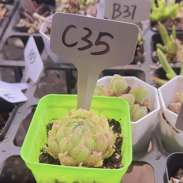 精品c35包子脸多肉带盆土发