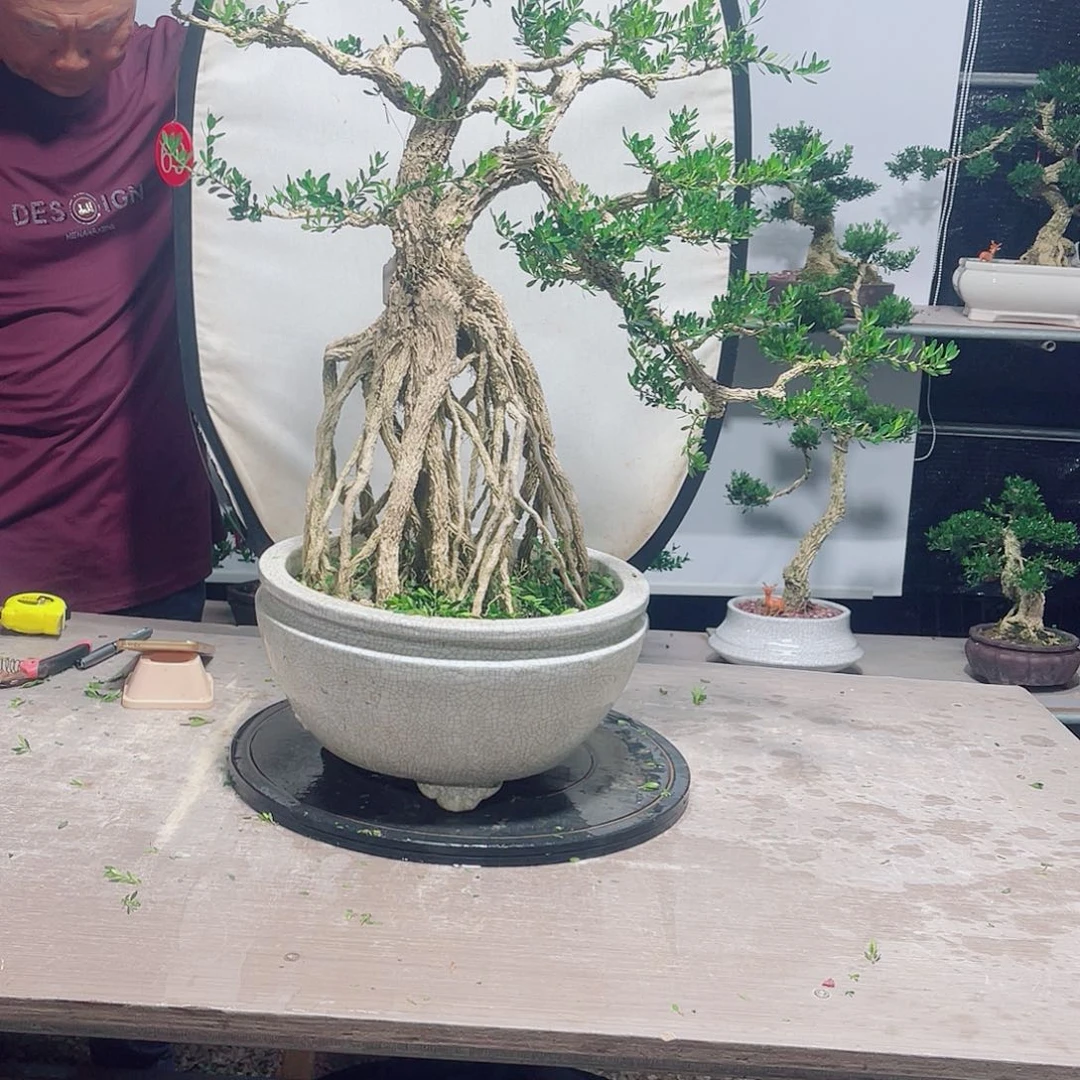 请***好广东 雀舌黄杨盆景