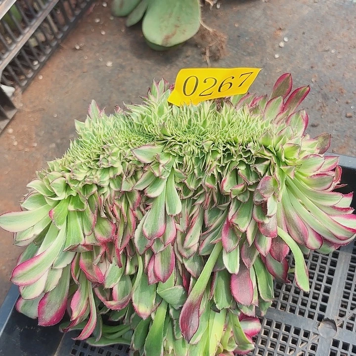 多肉植物天和地267