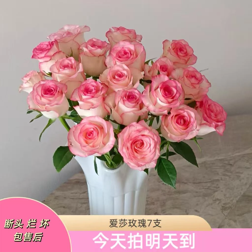 元旦特价果语精选【艾莎玫瑰7支】云南鲜花批发次日达
