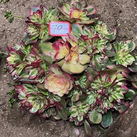 青*?倾城老桩绣球法师70