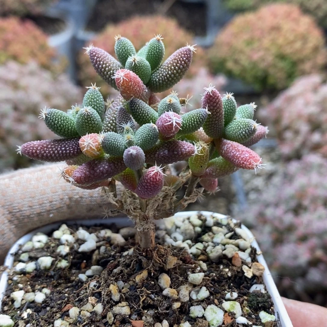 涵*实生玉米5476枝干番杏