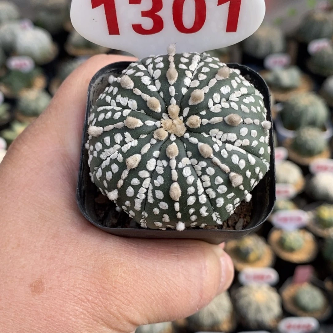 1301浓白连线超兜