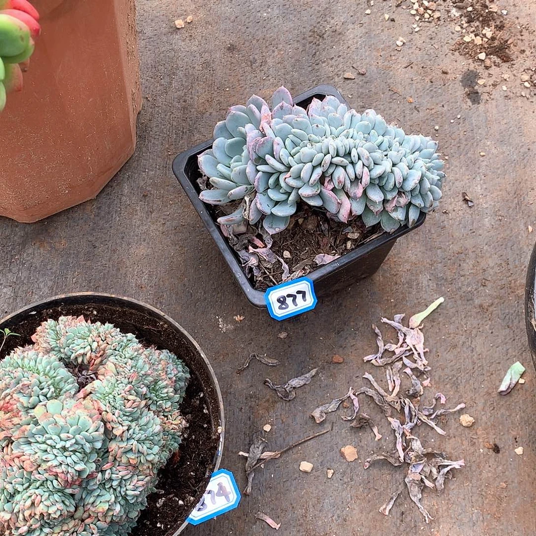 877玛瑙缀一物一拍多肉