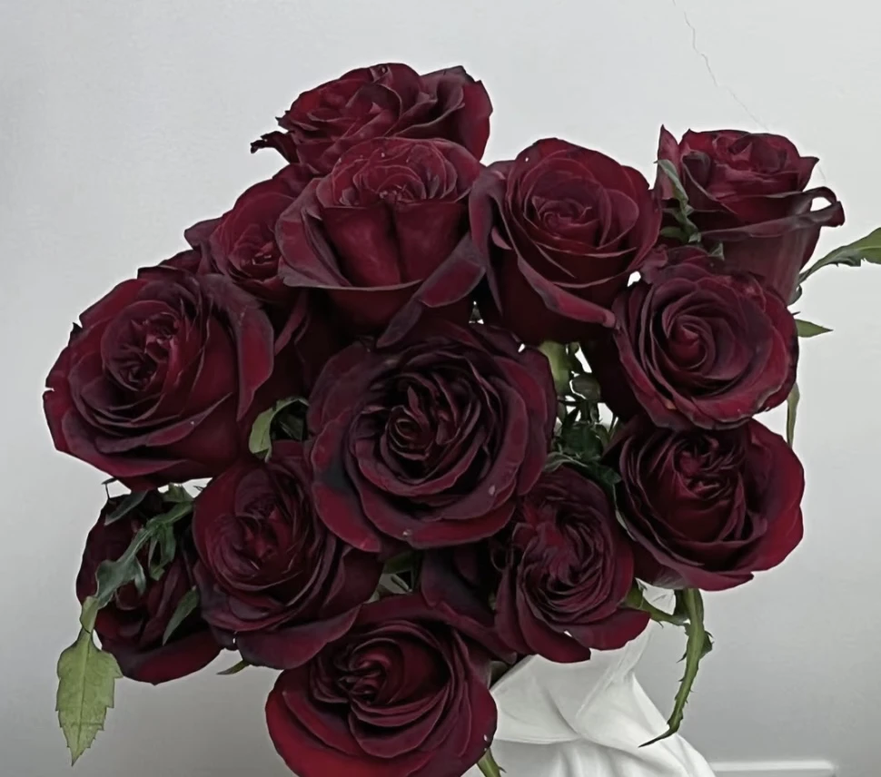 黑珍珠夜宴 黑红色大花浓香四季开花阳台庭院植物好养盆栽地栽苗