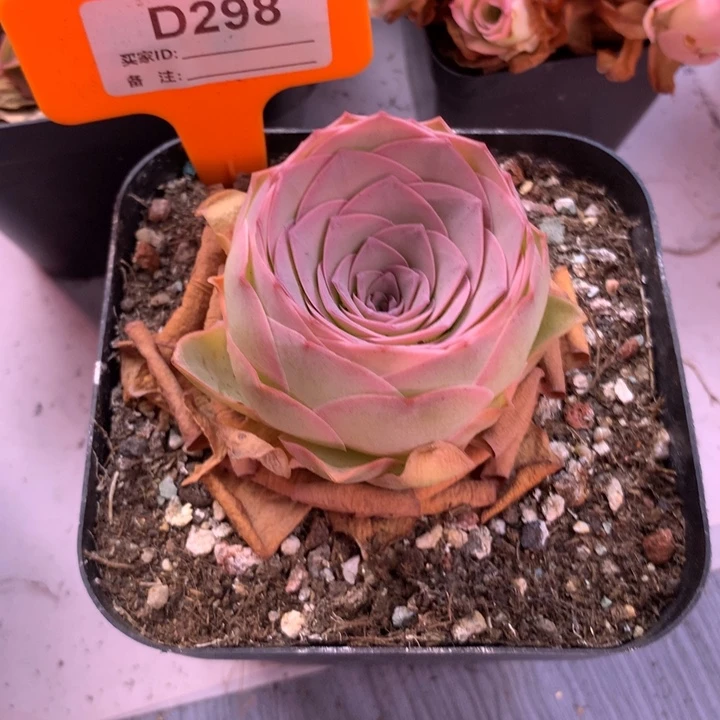 一物一拍星辰福利298