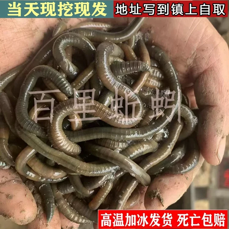 鲜活青蚯蚓钓黄鳝活体黑蚯蚓野生特大臭蚯蚓地龙蚯蚓野钓鱼饵活饵