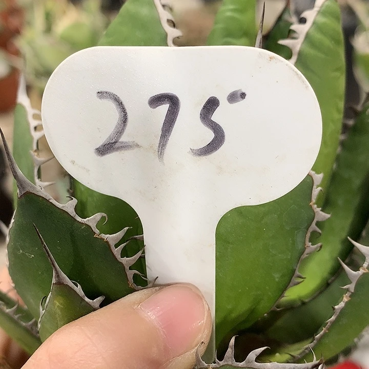 大*275强密刺霍利达6666666
