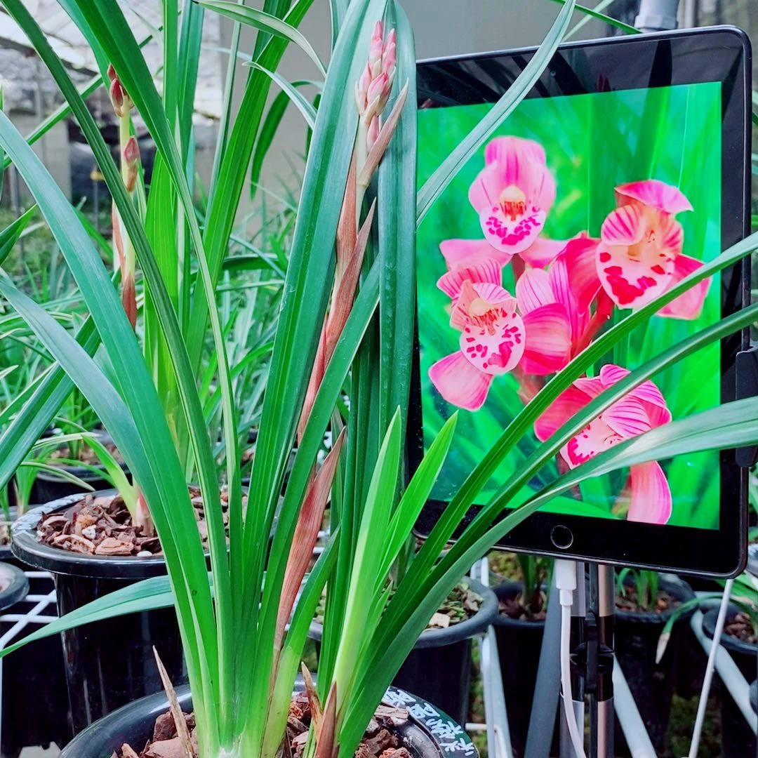 当前无花栽培后可以开花