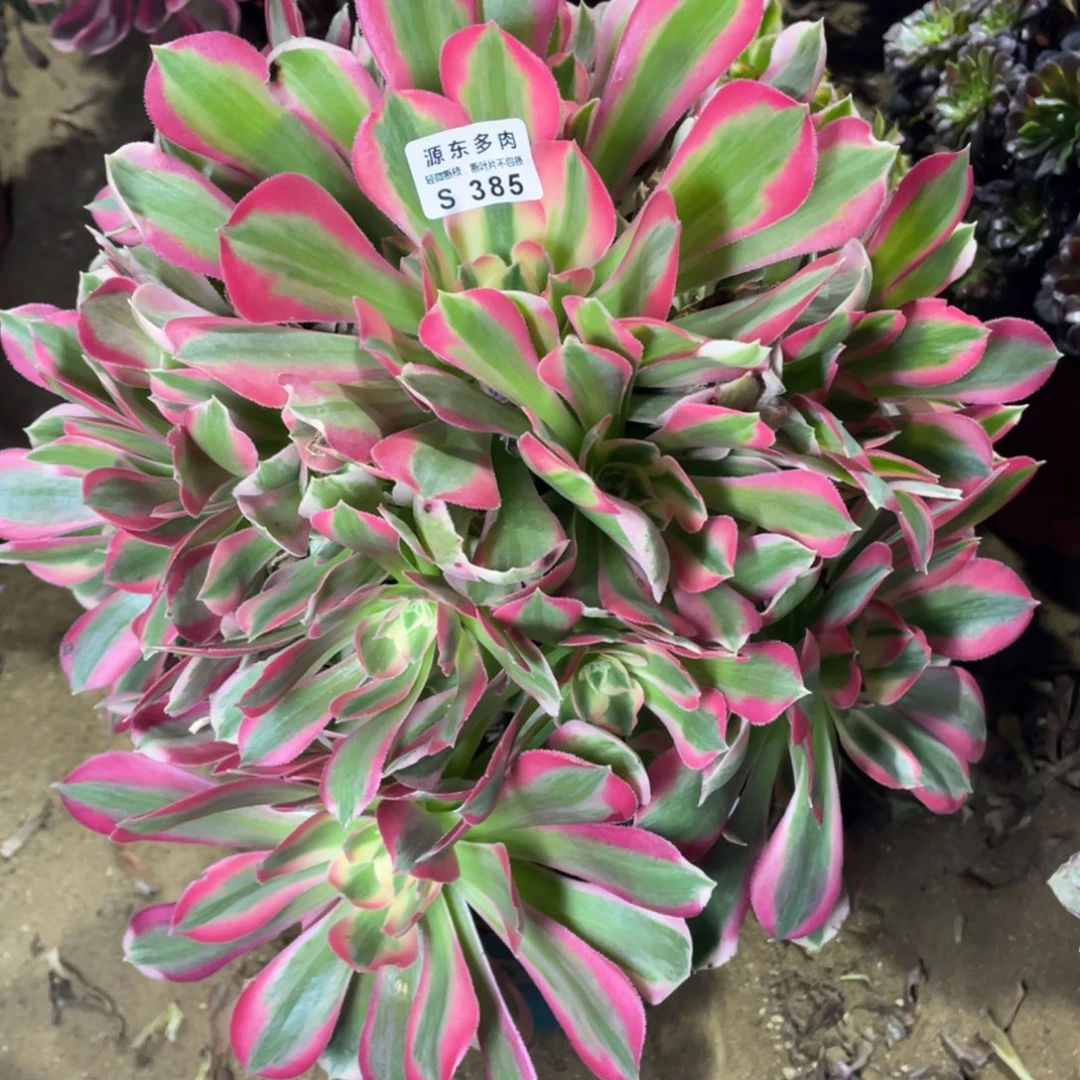 385粉女巫多肉法师断枝不包