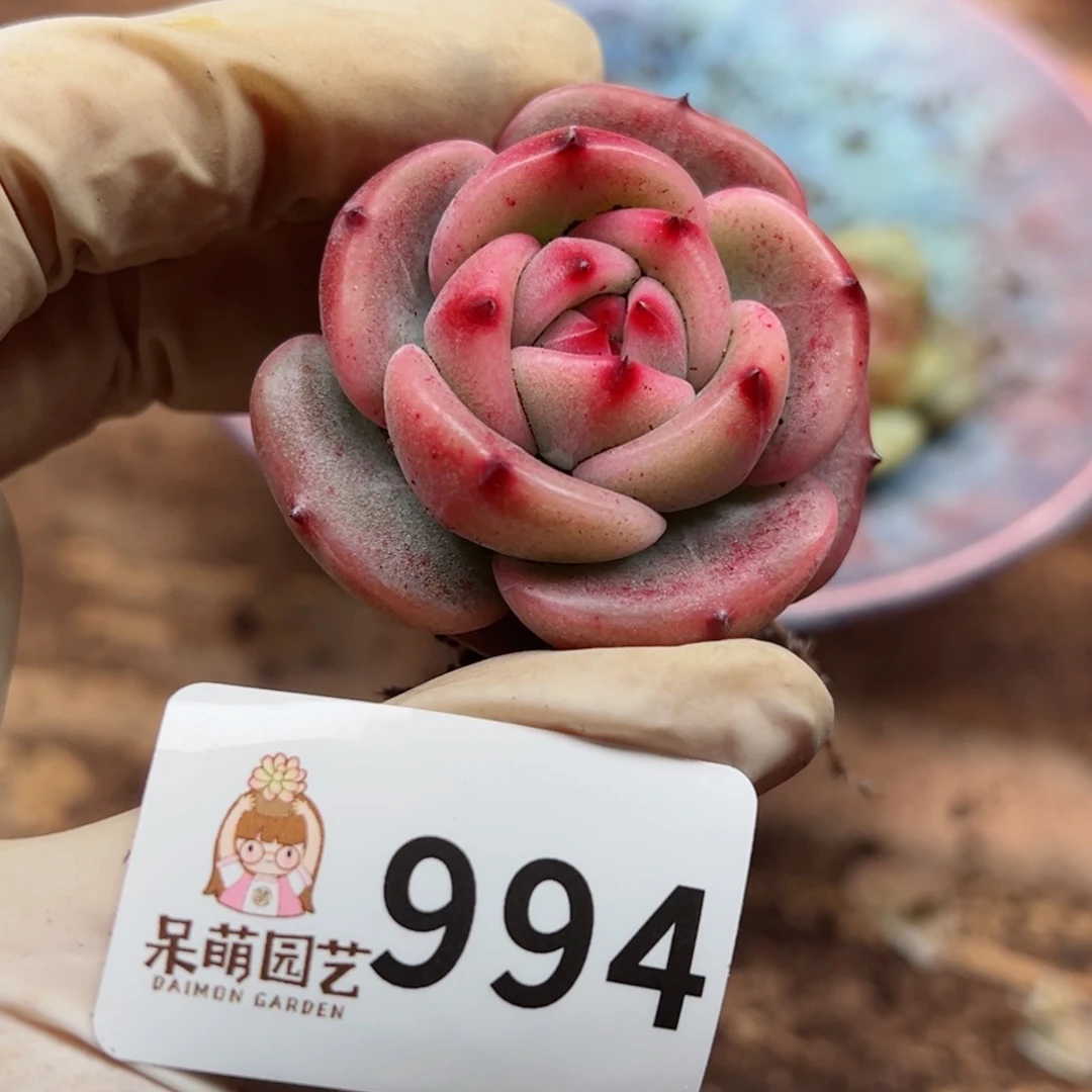 ┛****┍多肉植物多肉植物