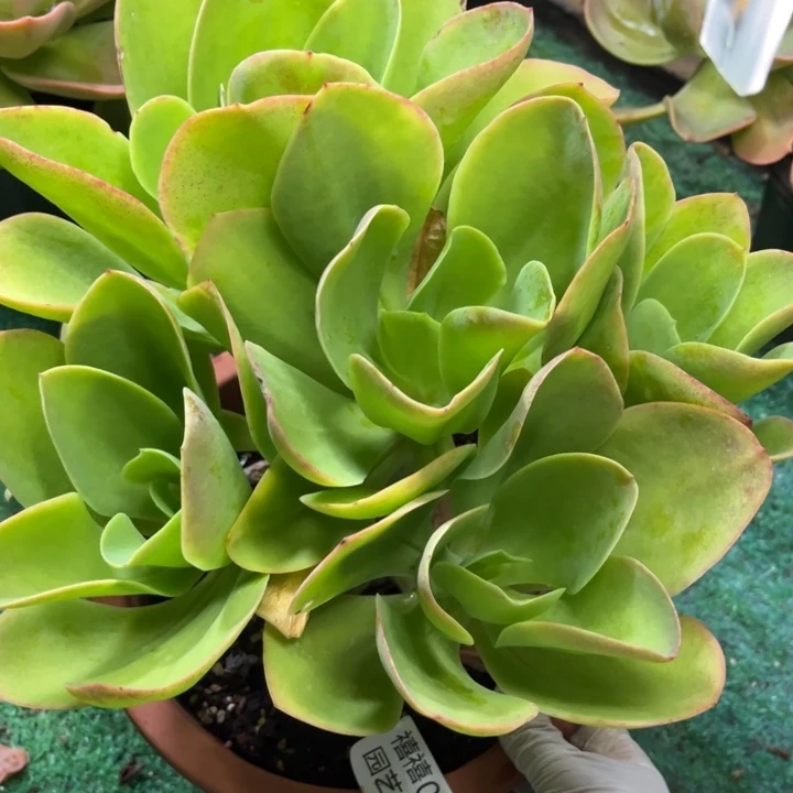 默*、023柠檬卷多肉植物