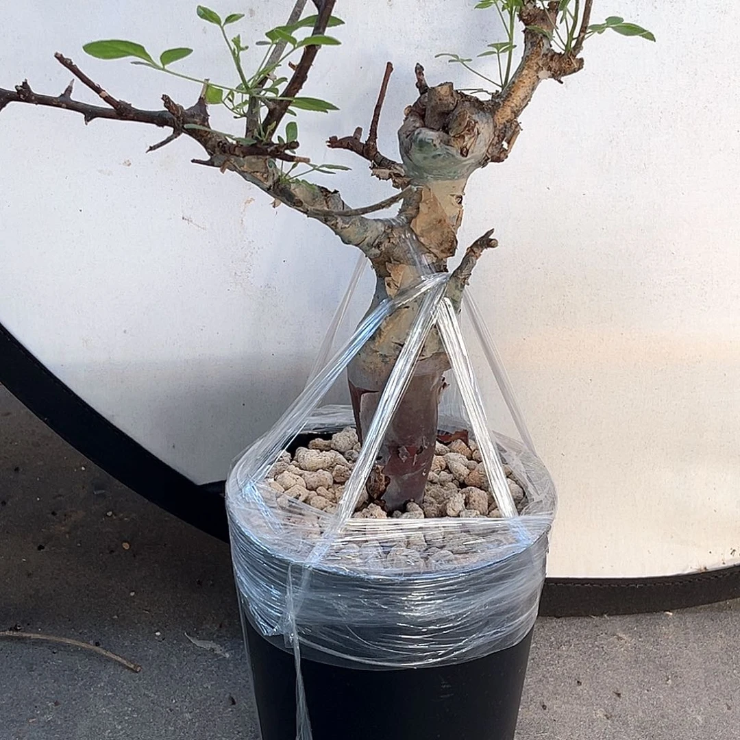 潮流植物图坎橄榄，养定