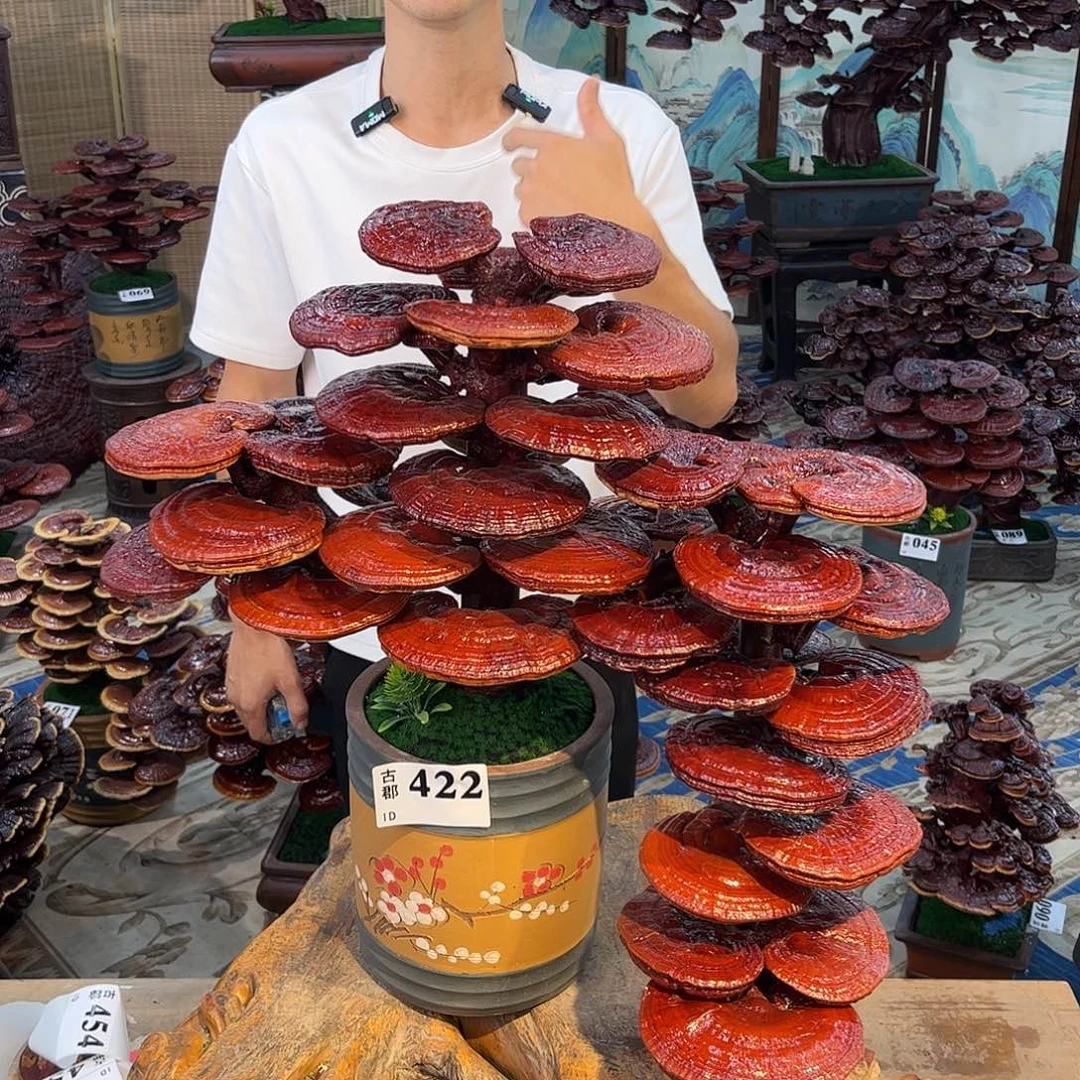 无花朵88888888889