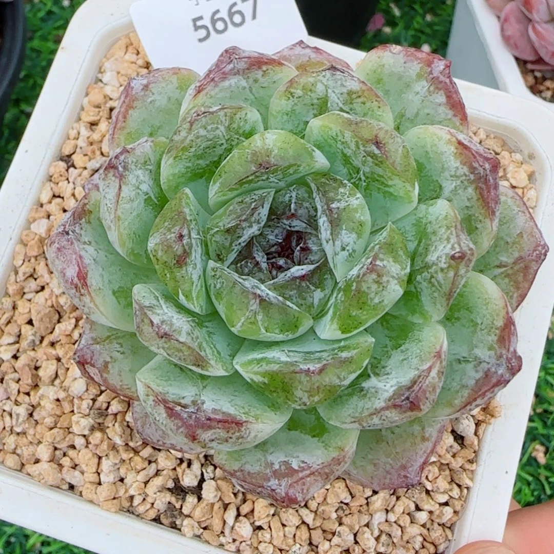 水晶杂，5667多肉植物