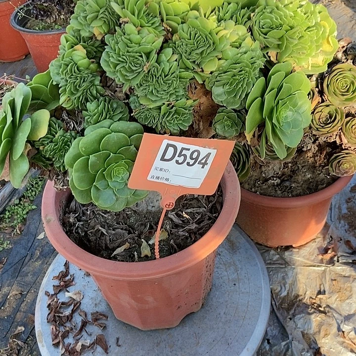 女****D594绿羊绒缀化老子疼