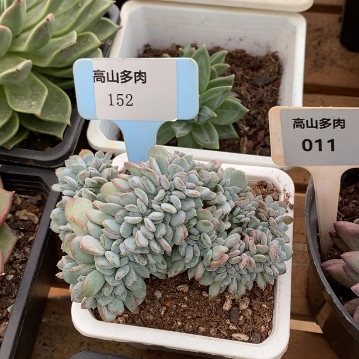 D152- 直播福利 玛瑙缀