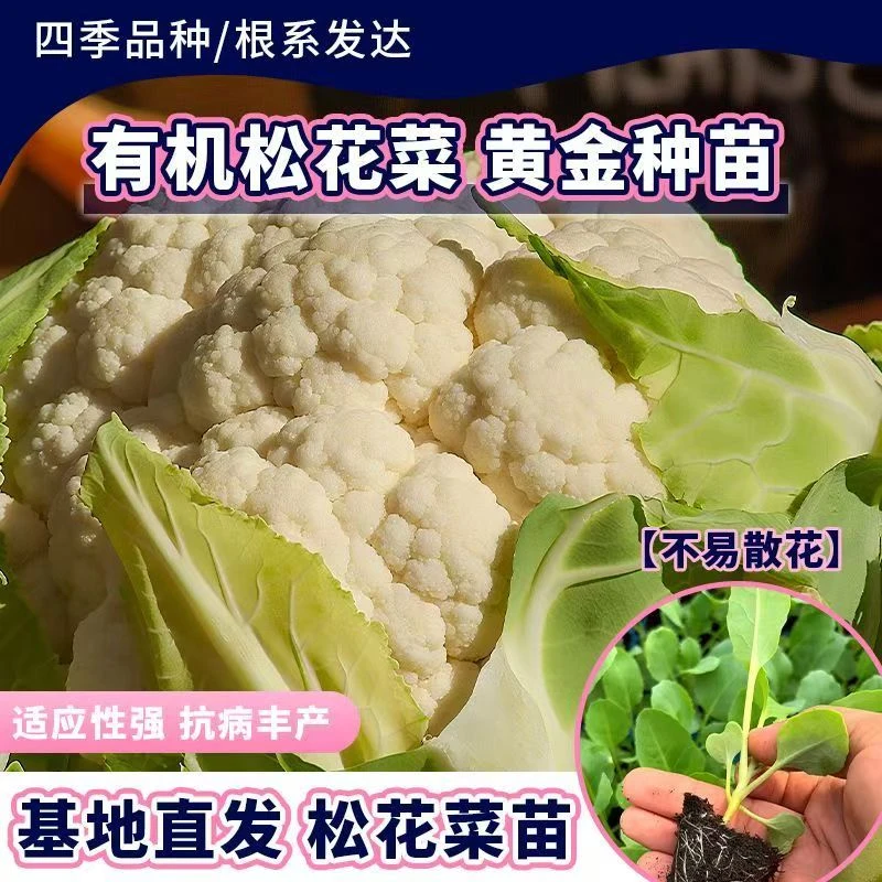 【国庆特惠】当季新鲜有机花菜松花菜蔬菜秧苗