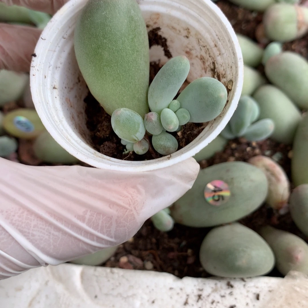 米可奶酪多肉780号