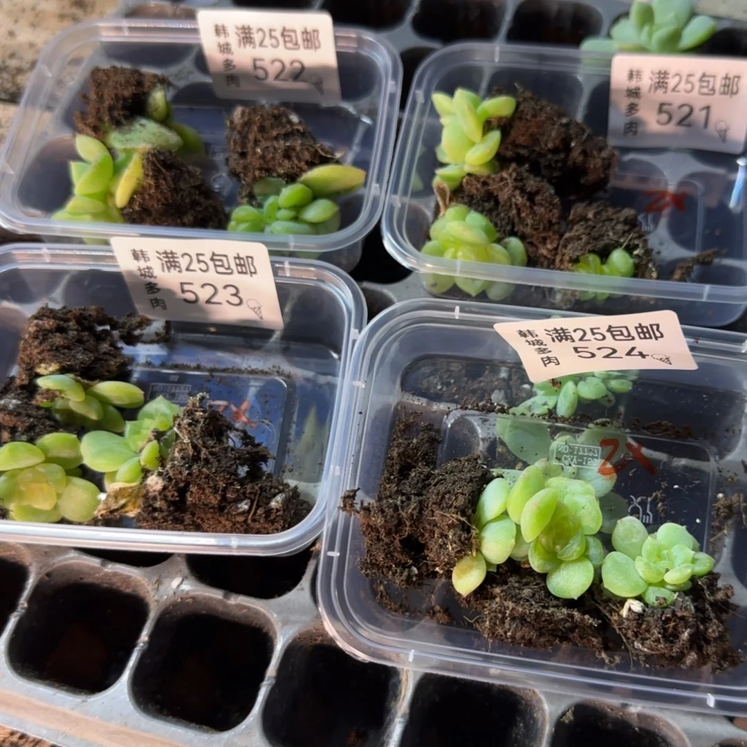 521   一物一拍 满20包邮