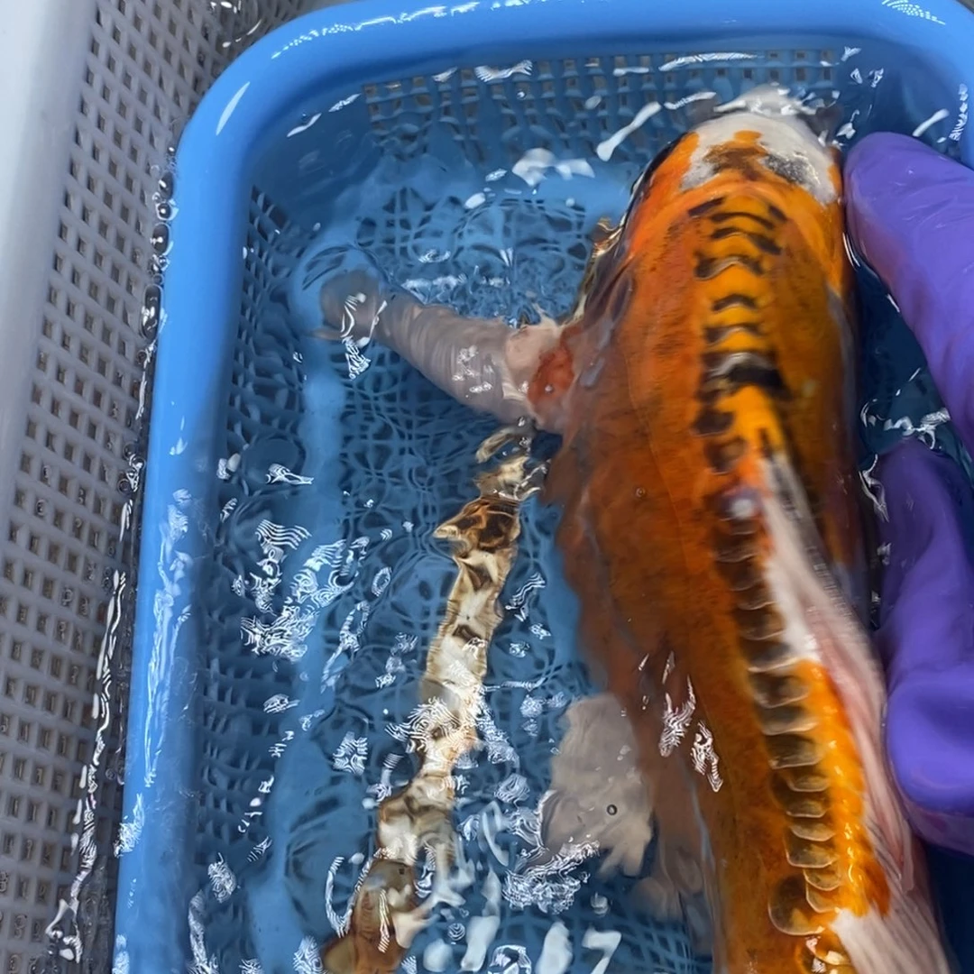锦鲤冷水锦鲤包邮