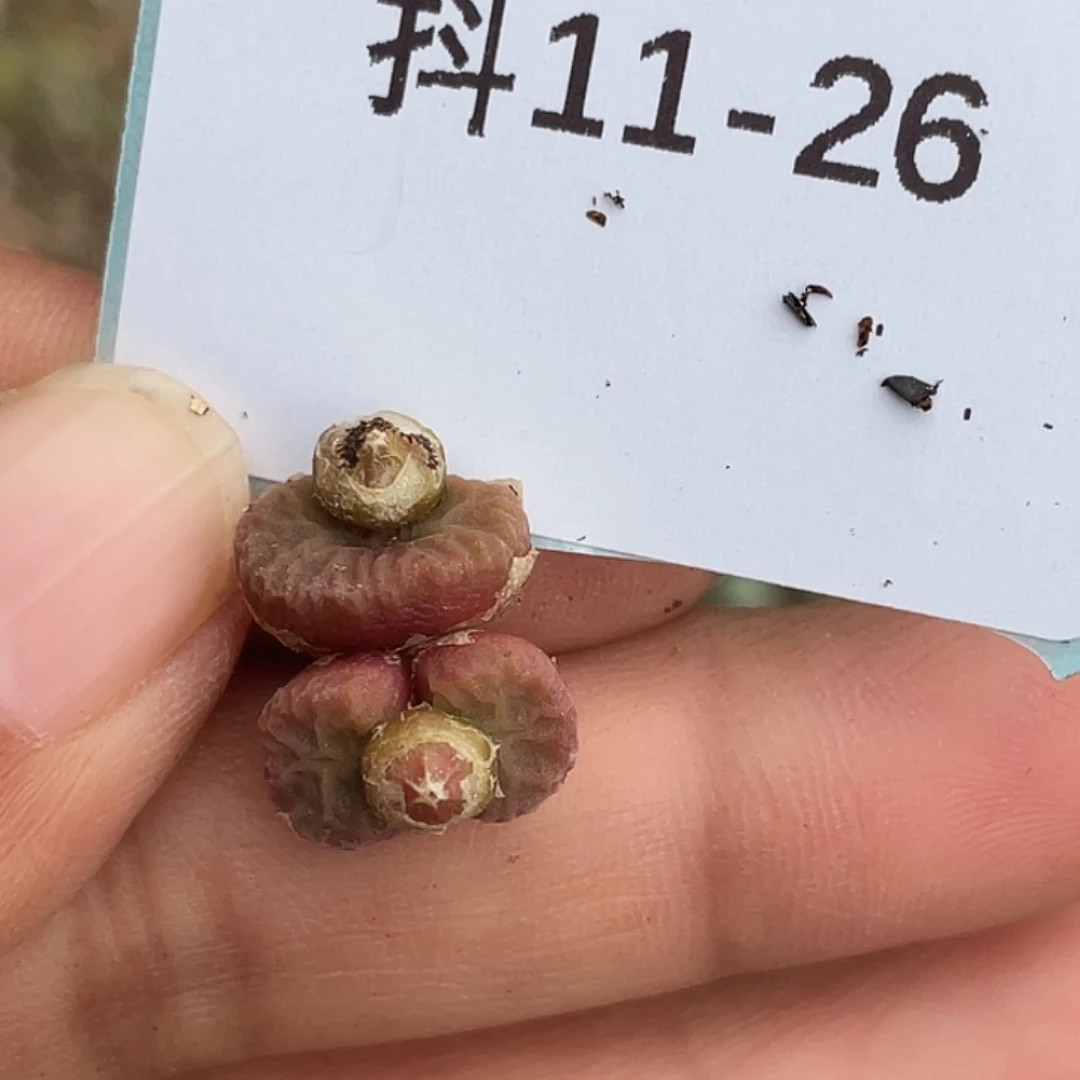 11-26烧麦多肉植物