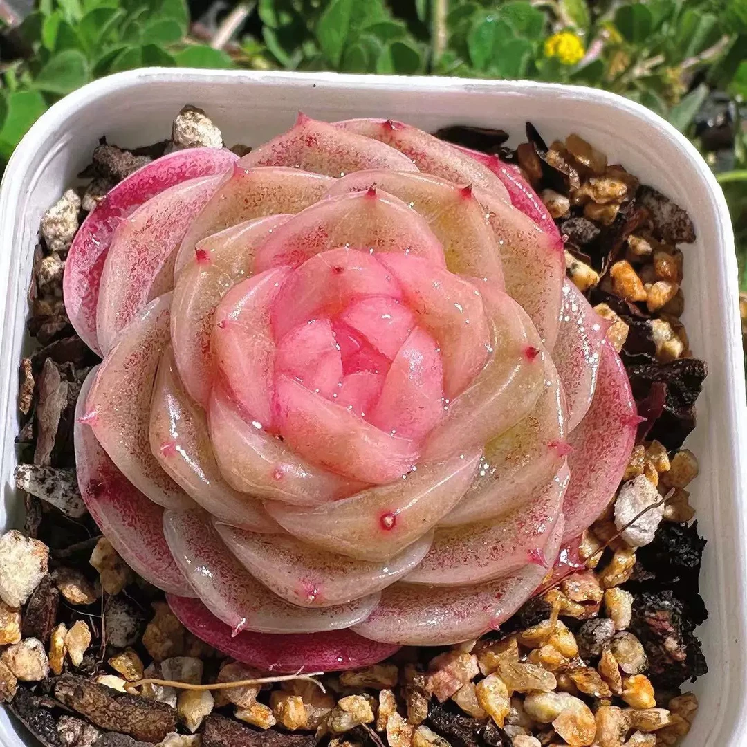 【满9.9包邮】雪颜4cm多肉植物以直播间展示为主